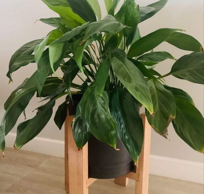 The best beginners project